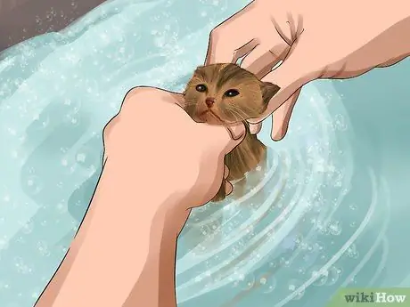 Очистите котенка-сироту Шаг 14