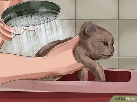 Очистите котенка-сироту Шаг 15