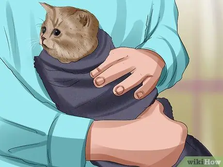 Очистите котенка-сироту Шаг 16