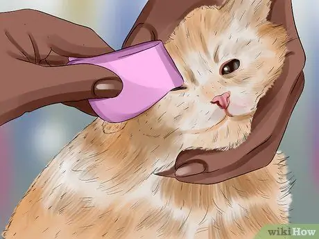 Очистите котенка-сироту Шаг 4