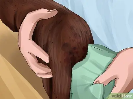 Очистите котенка-сироту Шаг 6