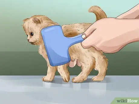 Очистите котенка-сироту Шаг 7