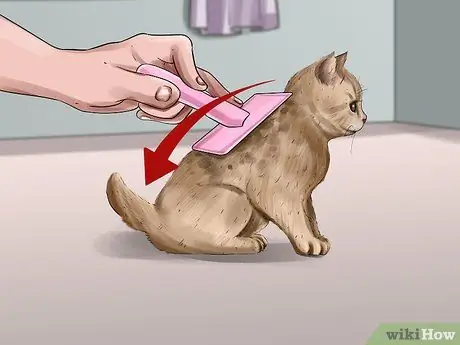 Очистите котенка-сироту Шаг 9