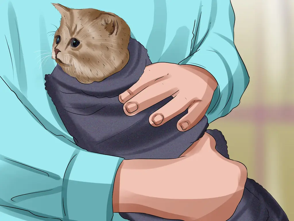 3 способа почистить котенка-сироту