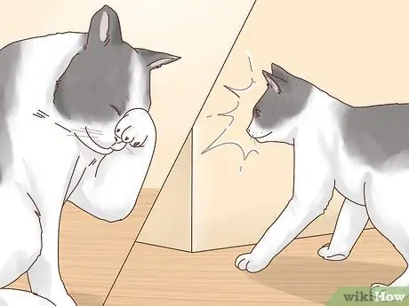 Позаботьтесь о слепой кошке Шаг 2