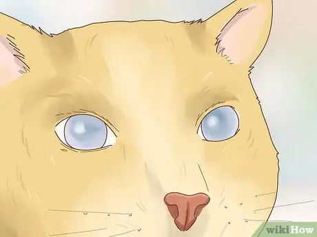 Позаботьтесь о слепой кошке Шаг 3