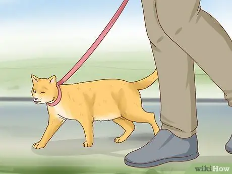 Позаботьтесь о слепой кошке Шаг 7