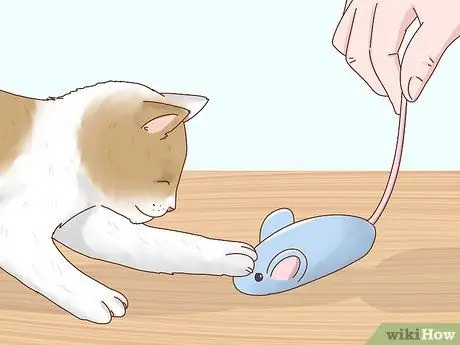 Позаботьтесь о слепой кошке Шаг 9