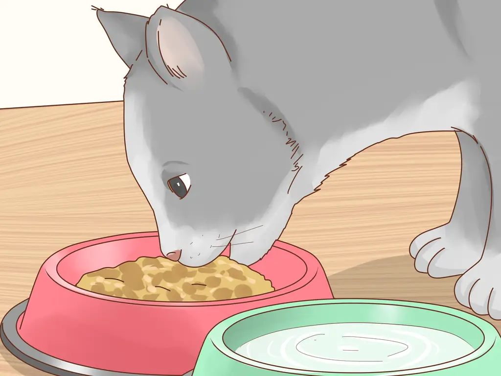 Как позаботиться о слепой кошке: 10 шагов (с иллюстрациями)