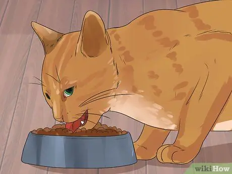 Лечить рак кошек Шаг 10