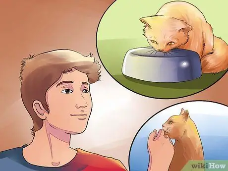 Подготовьте кошку к операции Шаг 15