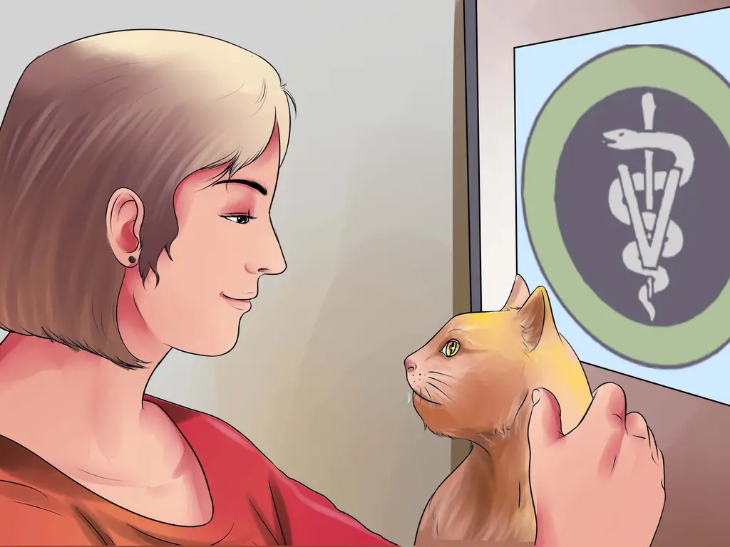 Как подготовить кошку к операции (с иллюстрациями)