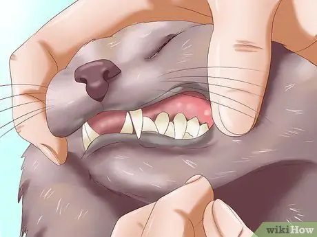 Как распознать анемию у кошек Шаг 1