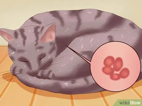 Распознать анемию у кошек Шаг 2