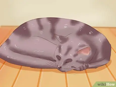 Распознать анемию у кошек Шаг 3