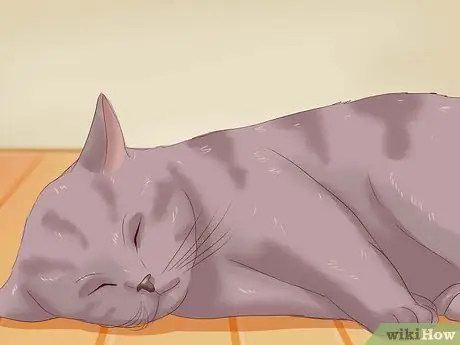 Распознать анемию у кошек Шаг 5