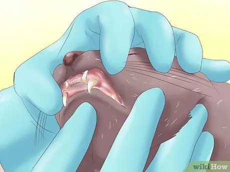 Распознать анемию у кошек Шаг 6