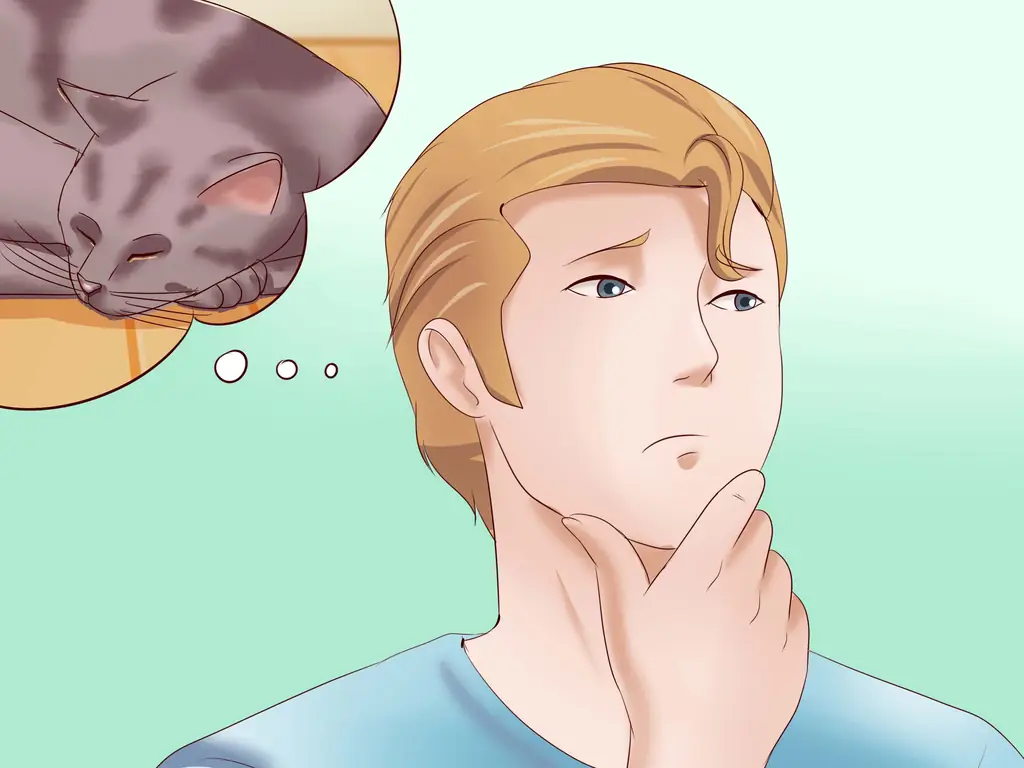 3 способа распознать анемию у кошек