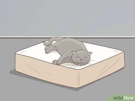 Разобраться с парализованной кошкой Шаг 1