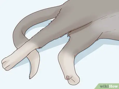 Разобраться с парализованной кошкой Шаг 11