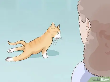 Разобраться с парализованной кошкой Шаг 12