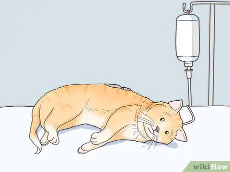 Разобраться с парализованной кошкой Шаг 16