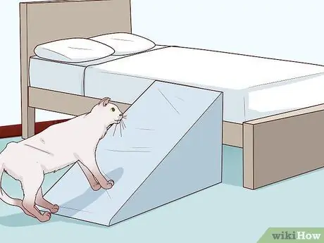 Разобраться с парализованной кошкой Шаг 2