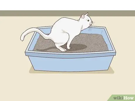 Разобраться с парализованной кошкой Шаг 3