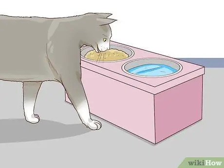 Разобраться с парализованной кошкой Шаг 4