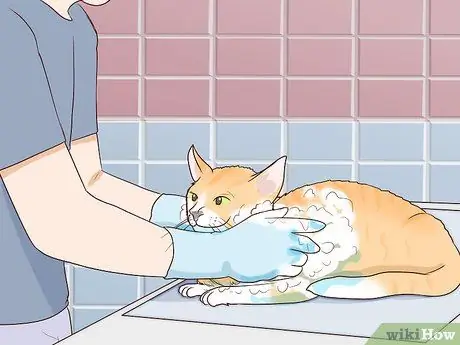 Разобраться с парализованной кошкой Шаг 7