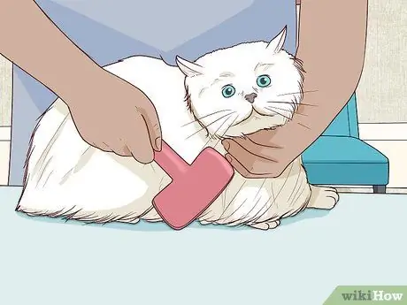 Разобраться с парализованной кошкой Шаг 8