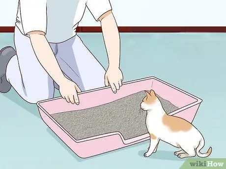 Разобраться с парализованной кошкой Шаг 9