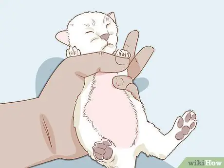 Диагностика и лечение грыжи у кошек Шаг 1