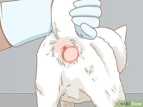 Диагностика и лечение грыжи у кошек Шаг 12