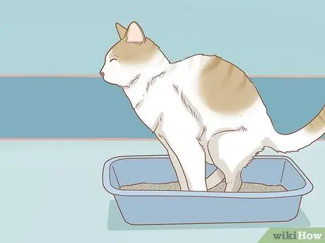 Диагностика и лечение грыжи у кошек Шаг 13