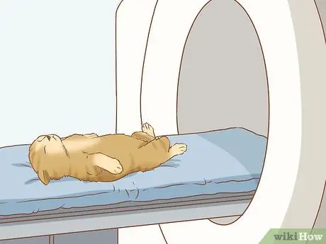 Диагностика и лечение грыжи у кошек Шаг 3