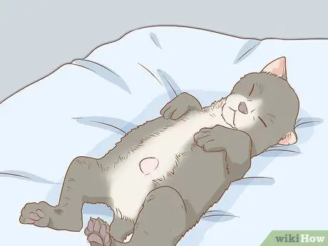 Диагностика и лечение грыжи у кошек Шаг 4