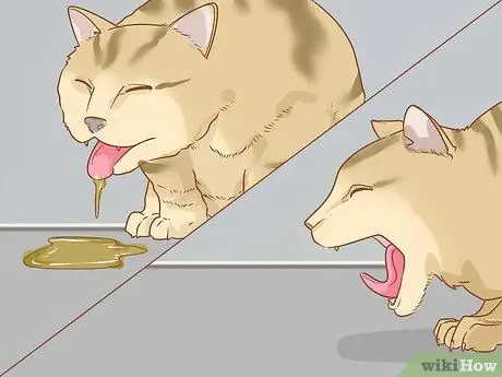 Диагностика и лечение грыжи у кошек Шаг 6