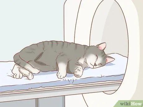 Диагностика и лечение грыжи у кошек Шаг 8