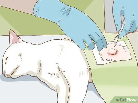 Диагностика и лечение грыжи у кошек Шаг 9