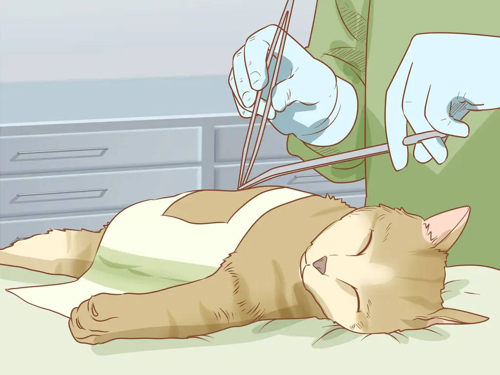 3 способа диагностики и лечения грыжи у кошек