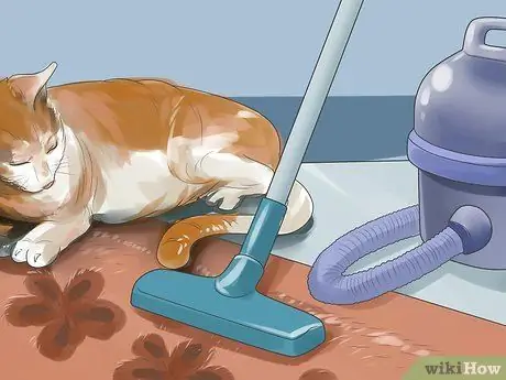 Как определить, глухой ли ваш кот Шаг 1