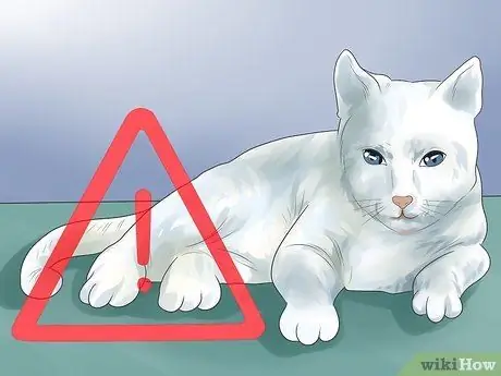 Как определить, глухой ли ваш кот Шаг 10