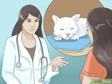 Как определить, глухой ли ваш кот Шаг 6