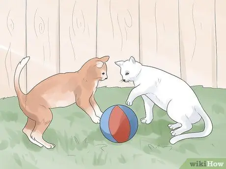 Как определить, глухой ли ваш кот Шаг 8