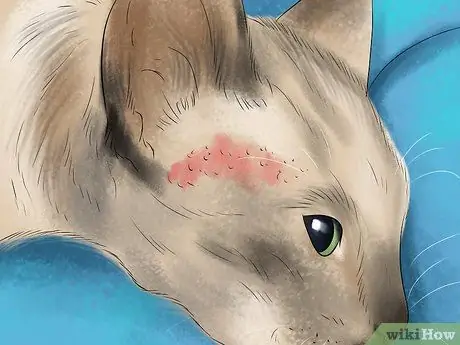 Помогите кошке покачать или покачать головой Шаг 1