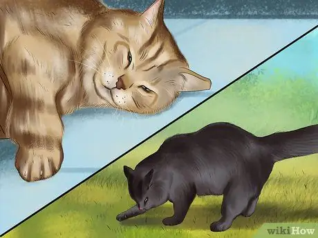 Помогите кошке покачать или наклонить голову Шаг 2