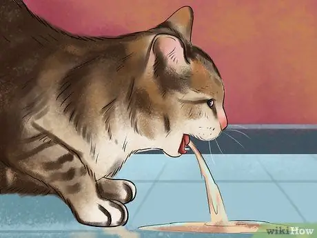 Помогите кошке покачать или наклонить голову Шаг 3