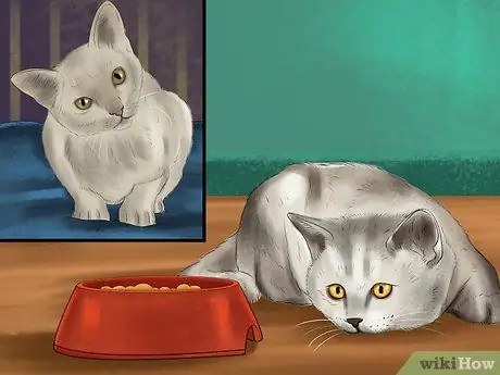 Помогите кошке покачать или наклонить голову Шаг 4