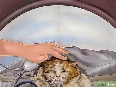 Помогите кошке покачать или наклонить голову Шаг 6